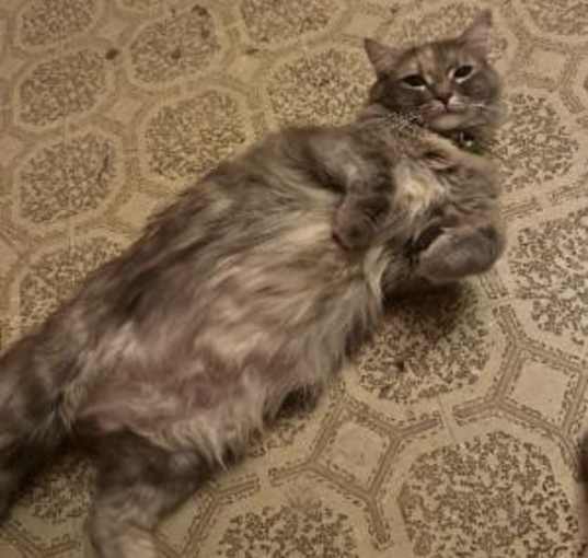 Photo of Lisa