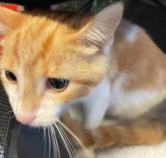 Photo of Teemo