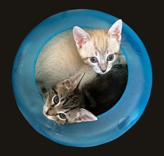 Photo of Salt & Pepper