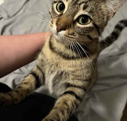 Photo of Sapphire