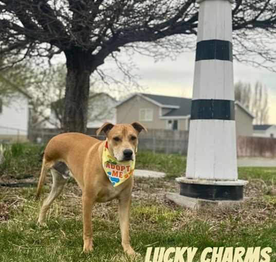 Photo of Lucky Charms
