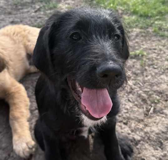 Photo of Bella