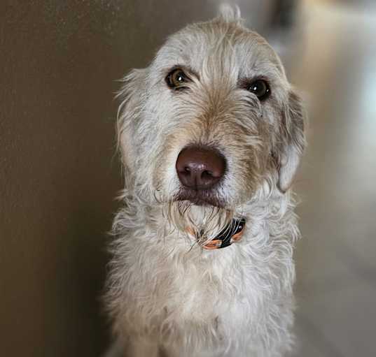 Photo of Pheobe
