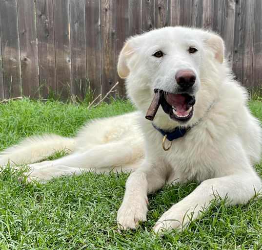 Photo of Angel