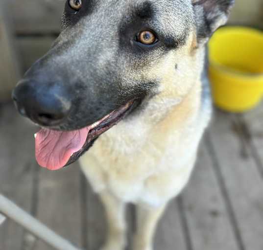 Photo of Kodah