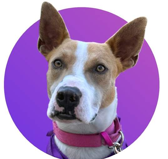 Photo of Sadie
