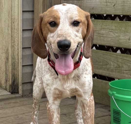 Photo of Snickers