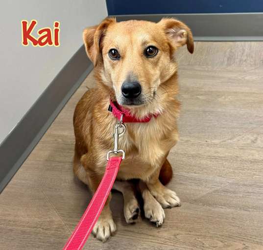 Photo of Kai