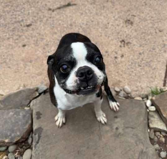 Photo of Pixie