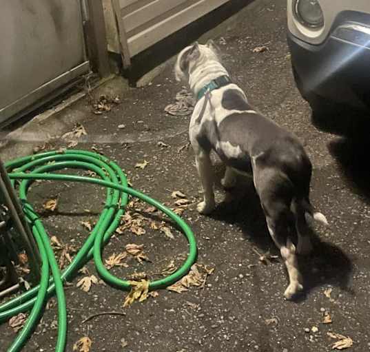 Photo of Blue