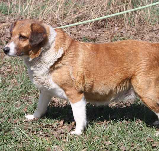 Photo of Olive