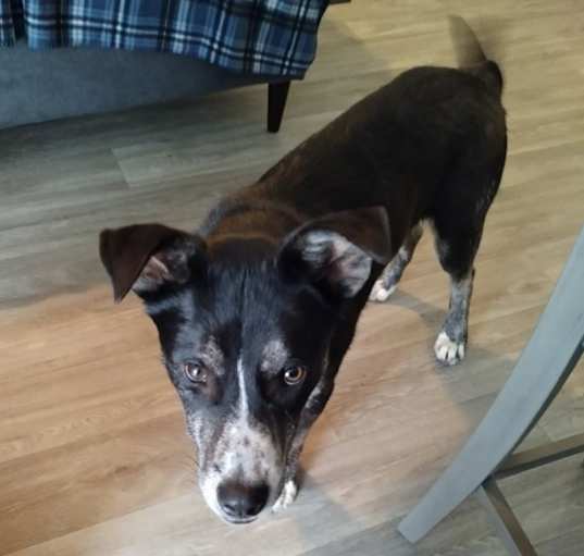 Photo of Ranger