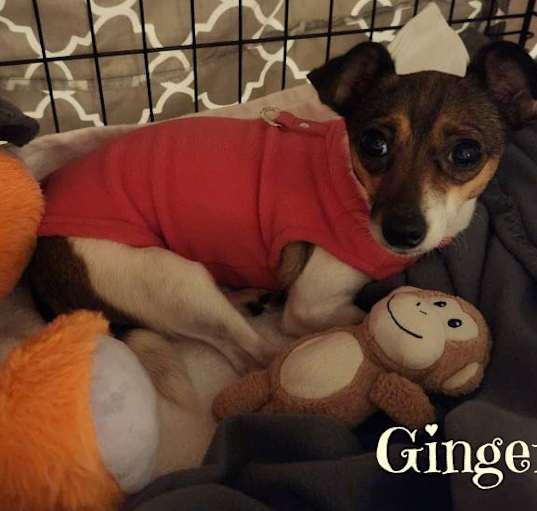 Photo of Ginger