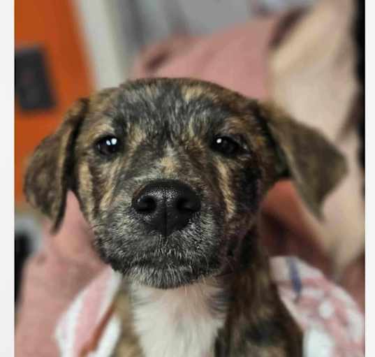 Photo of Apollo