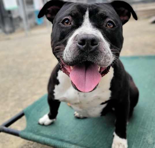 Photo of Domino*