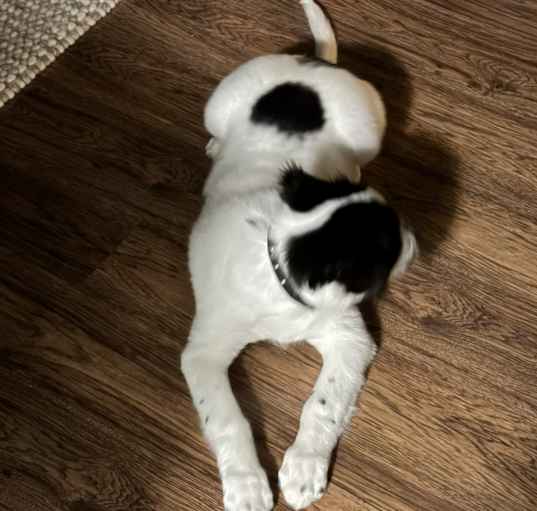 Photo of Onyx
