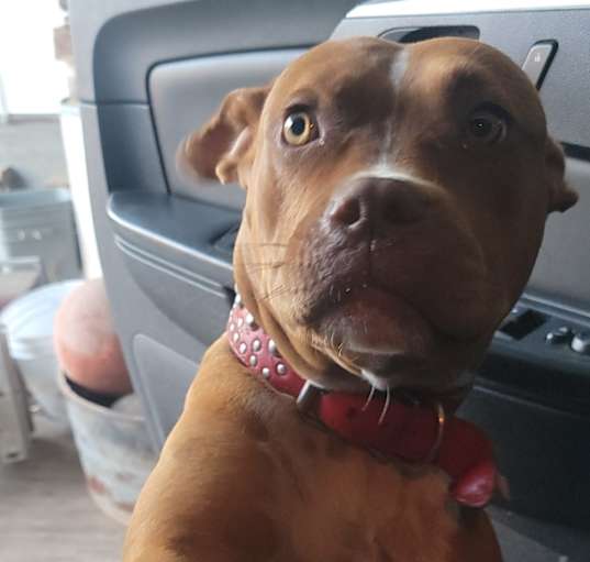 Photo of Penny
