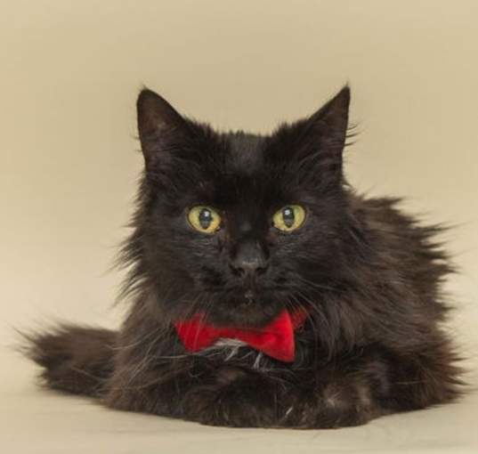Photo of Finn