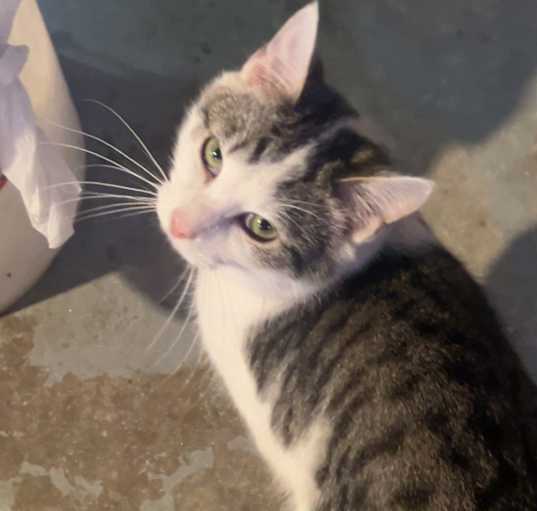 Photo of White Kitty