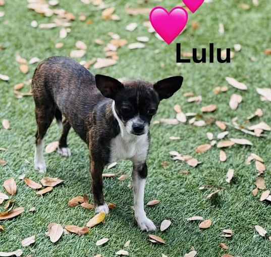 Photo of LuLu