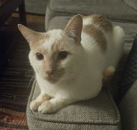 Photo of Pancake
