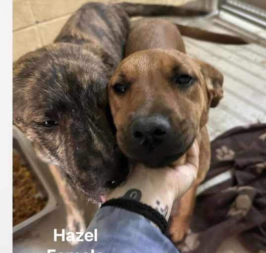Photo of Hazel