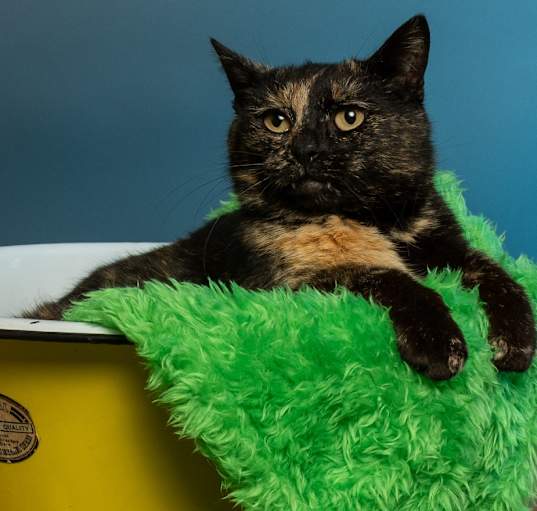 Photo of Shamrock
