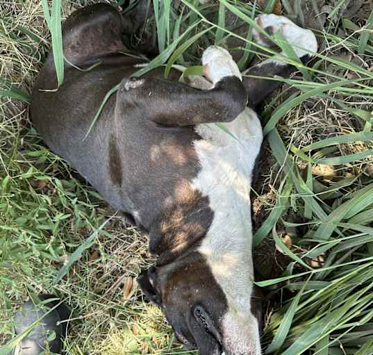 Photo of Rufus