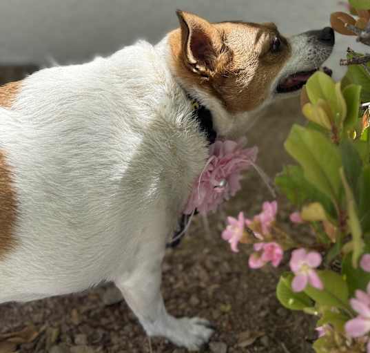 Photo of Silly Tillie