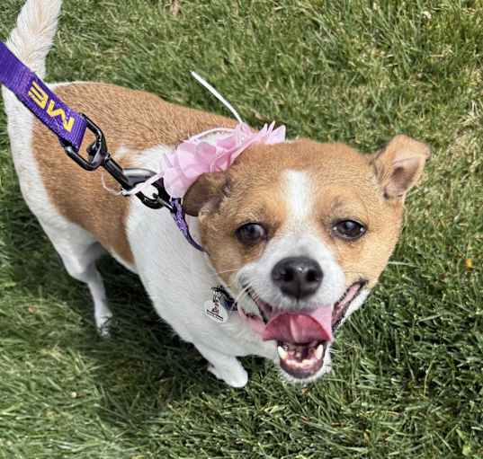 Photo of Silly Tillie