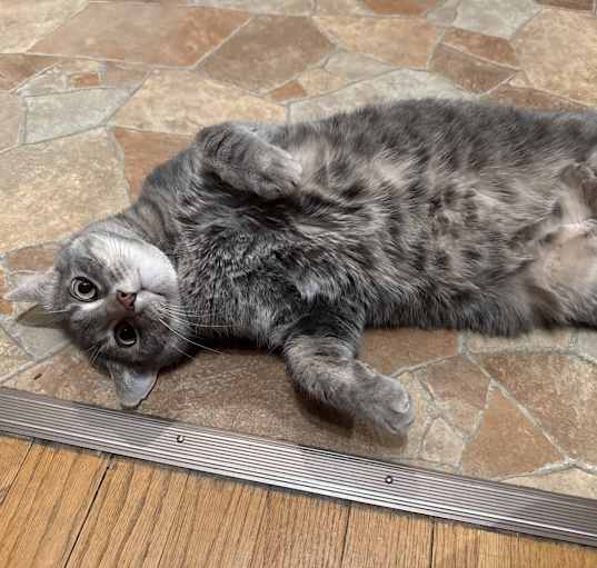 Photo of Rengar