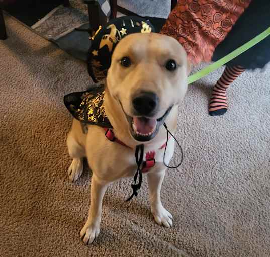 Photo of Cooper