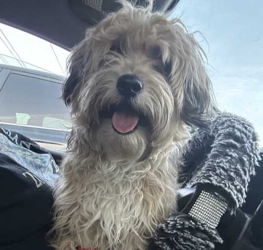 Photo of Bailey