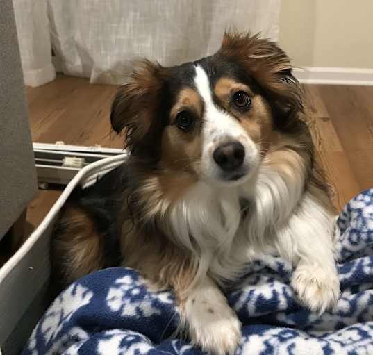 Photo of Oakley