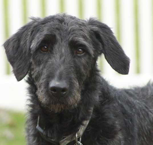 Photo of Harvey