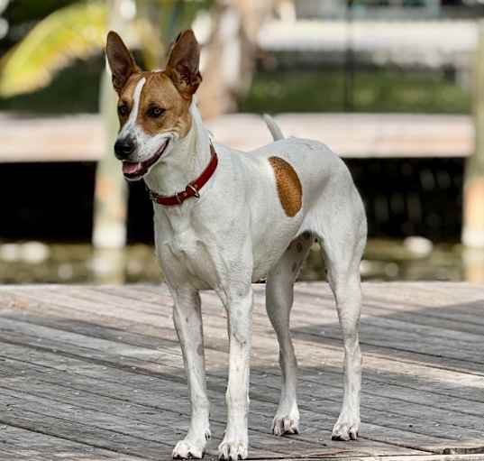 Photo of Sweetheart Valentine 