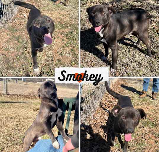 Photo of Smokey
