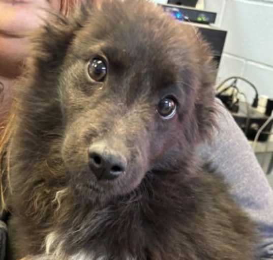 Photo of Batman - ADOPTION IN PROCESS