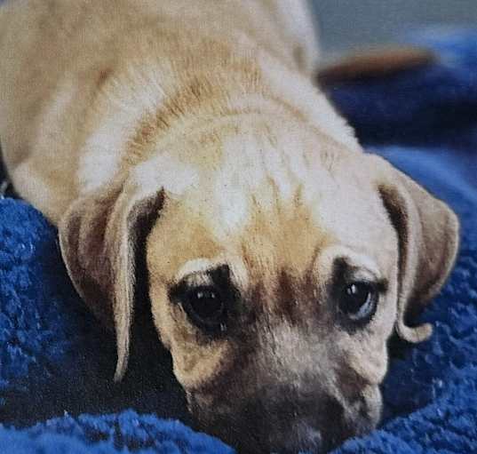 Photo of Desi