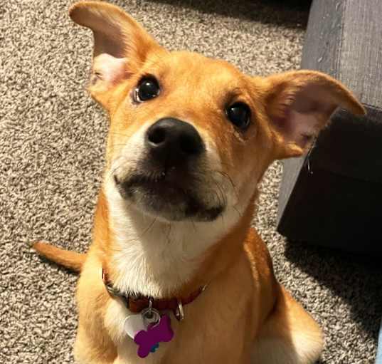Photo of Whiskey