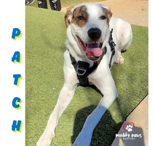 Photo of Patch (Courtesy Post)