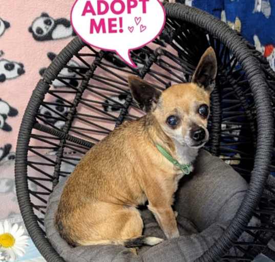 Photo of Honey Boo Boo (Fostered in Bellevue)