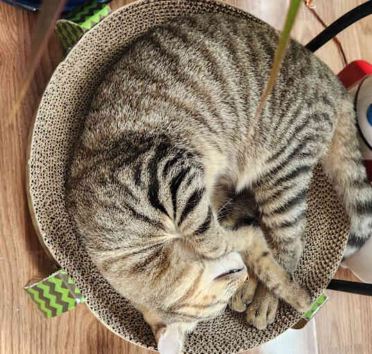 Photo of Kitty