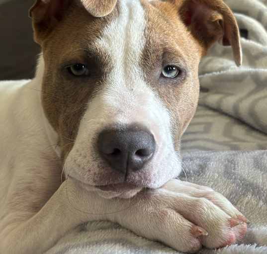 Photo of Bronson