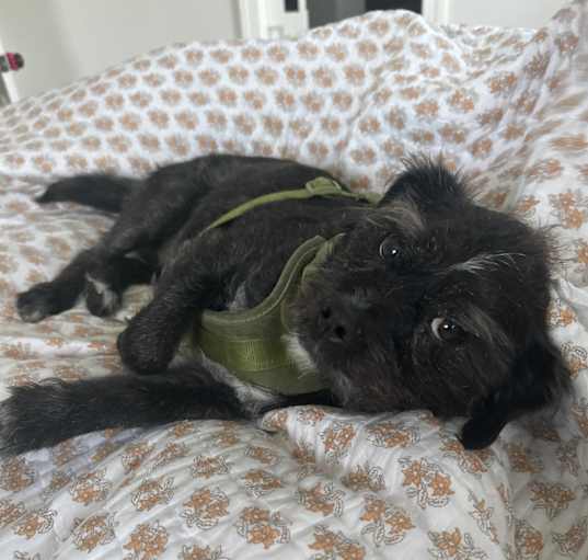 Photo of Max