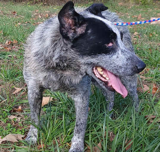 Photo of Blue