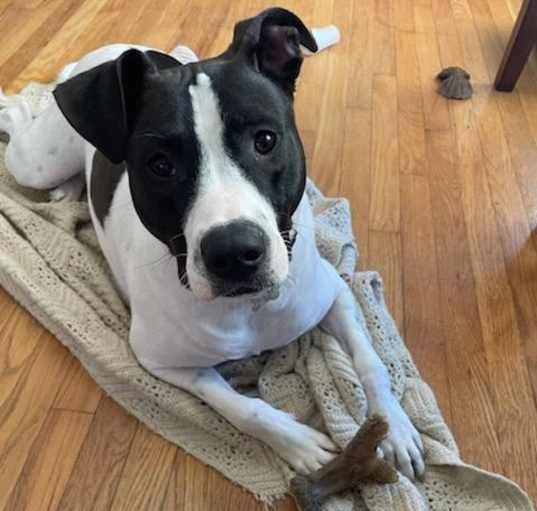 Photo of Scout (COURTESY POST)