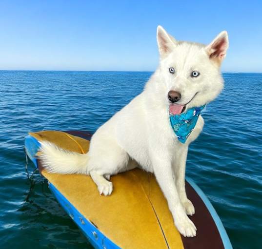 Photo of Ghost
