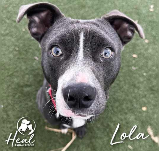 Photo of Lola