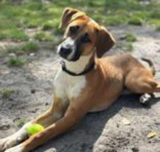 Photo of Chester